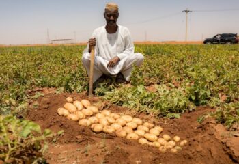 A Sudanese farmer next to healthy potatoes aligned in his field.