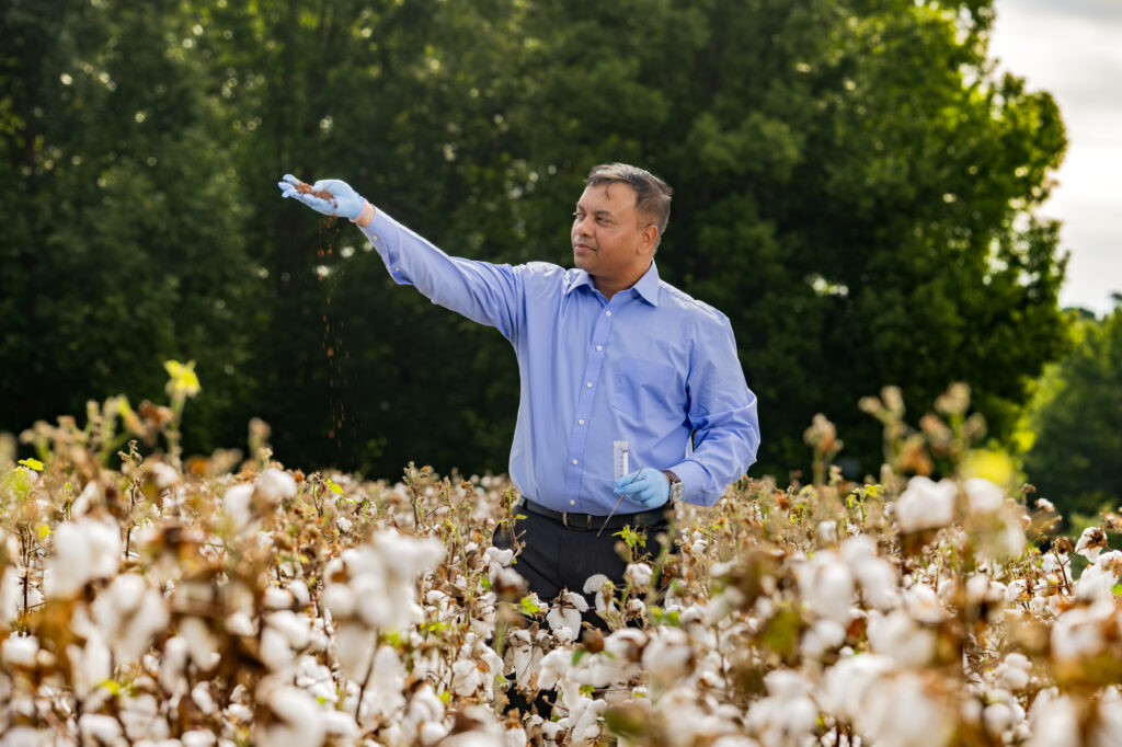 A person in a field of cotton plants holds soil in one gloved hand and a small container in the other, examining the sample.