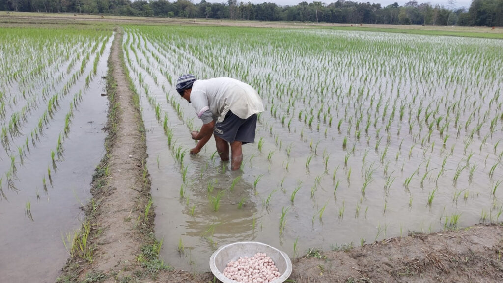 A farmer in India utilizes urea deep placement in his rice field.
