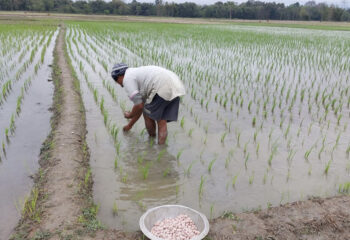 A farmer in India utilizes urea deep placement in his rice field.